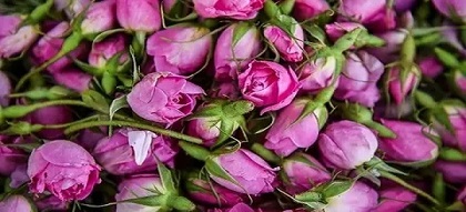 تصویر 1 از قیمت خرید گل محمدی خشک + فروش ویژه